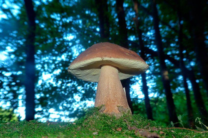 boletus-edulis-la-casa-de-las-setas-23