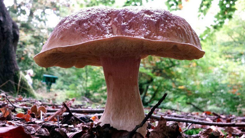 boletus-edulis-la-casa-de-las-setas-22
