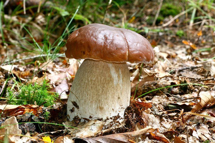 boletus-edulis-la-casa-de-las-setas-21