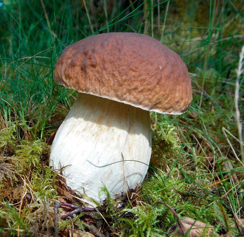 boletus-edulis-la-casa-de-las-setas-20