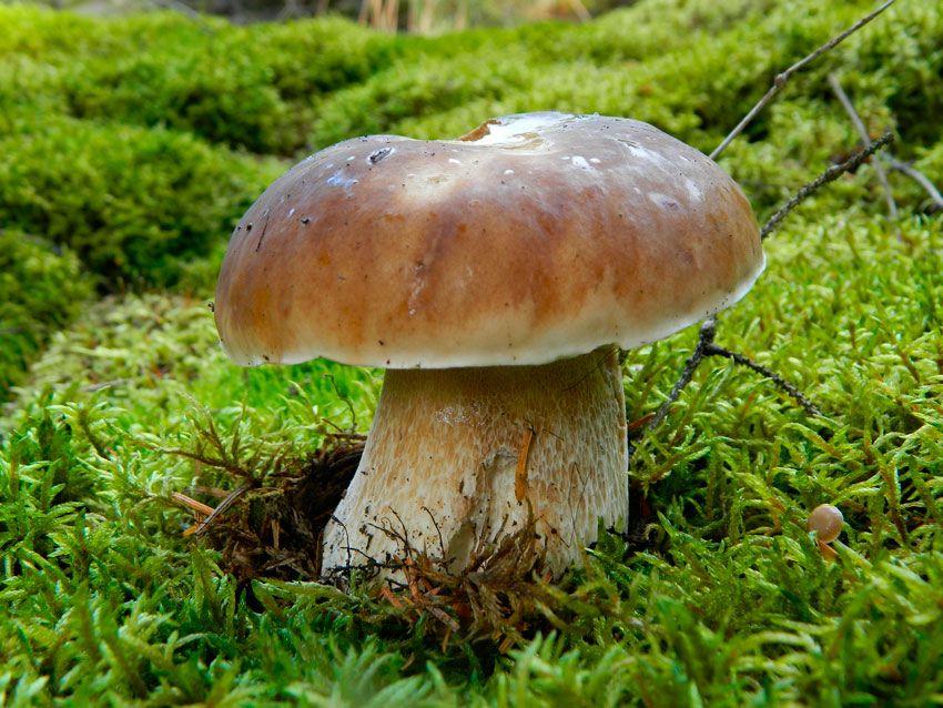 boletus-edulis-la-casa-de-las-setas-18