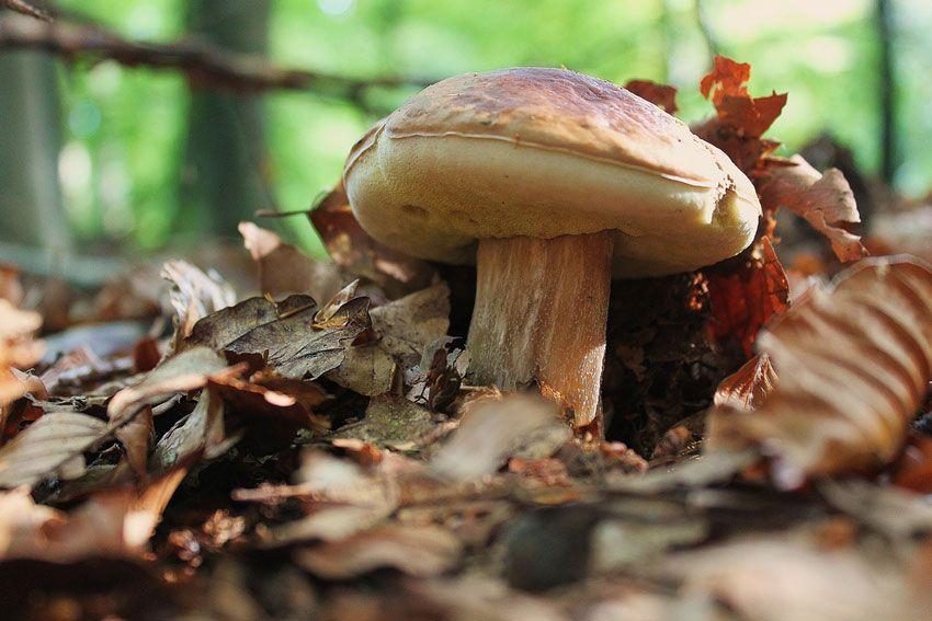 boletus-edulis-la-casa-de-las-setas-16