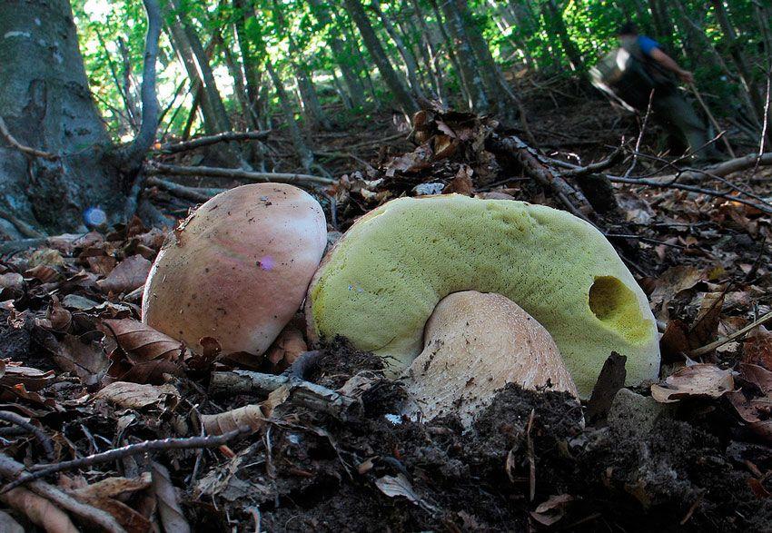 boletus-edulis-la-casa-de-las-setas-15