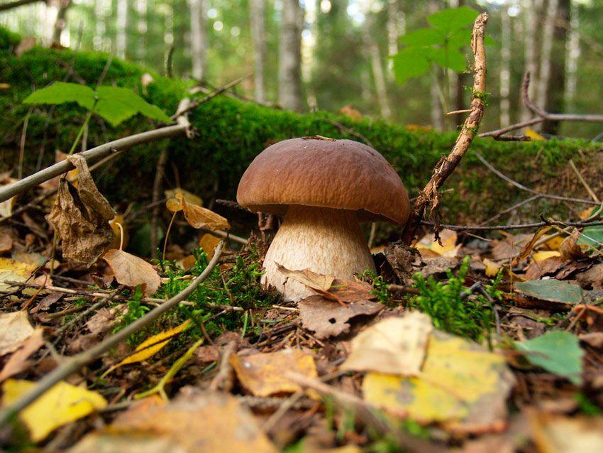 boletus-edulis-la-casa-de-las-setas-14