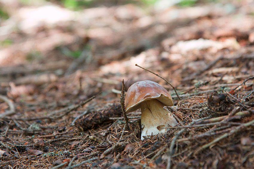 boletus-edulis-la-casa-de-las-setas-12