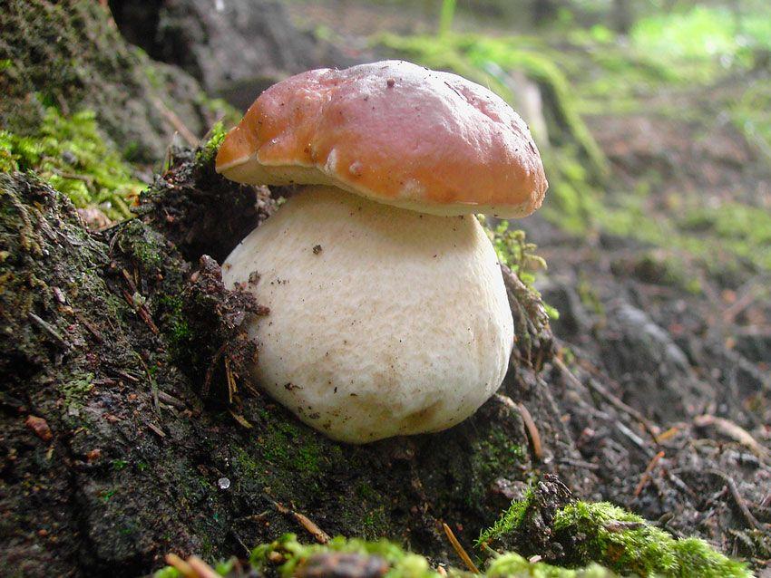 boletus-edulis-la-casa-de-las-setas-11