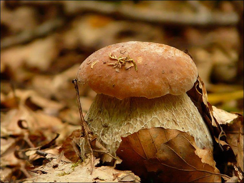 boletus-edulis-la-casa-de-las-setas-10
