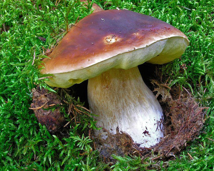 boletus-edulis-la-casa-de-las-setas-09