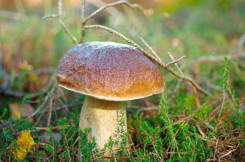 boletus-edulis-la-casa-de-las-setas-08