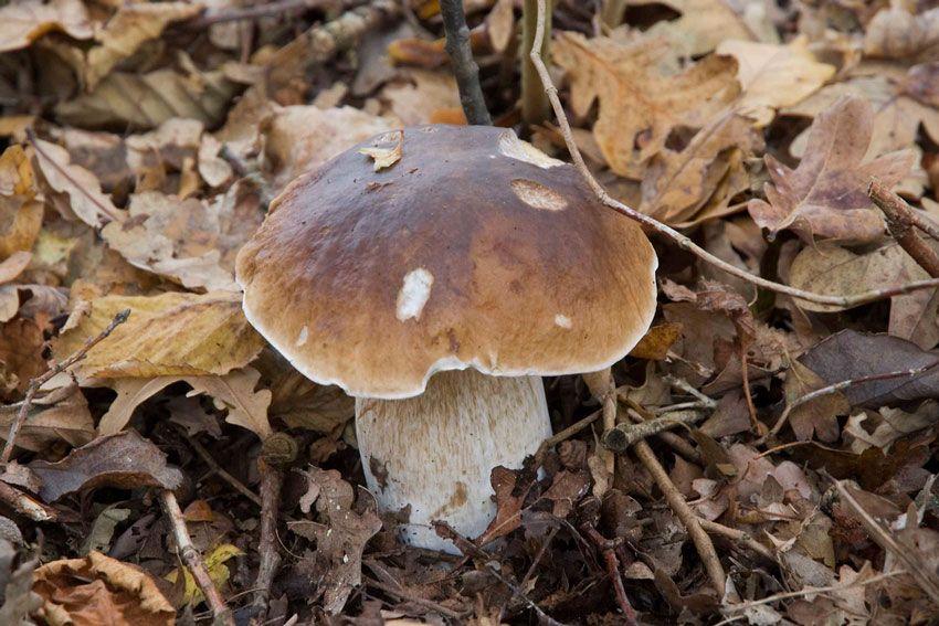 boletus-edulis-la-casa-de-las-setas-07