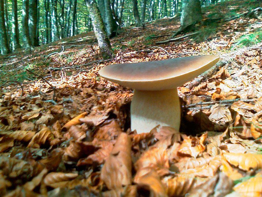 boletus-edulis-la-casa-de-las-setas-06