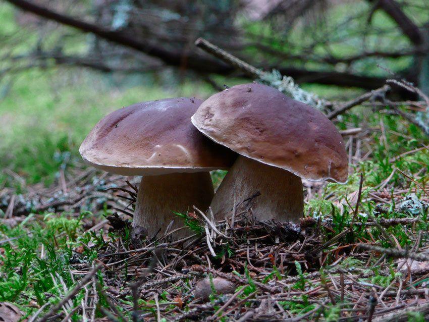 boletus-edulis-la-casa-de-las-setas-05