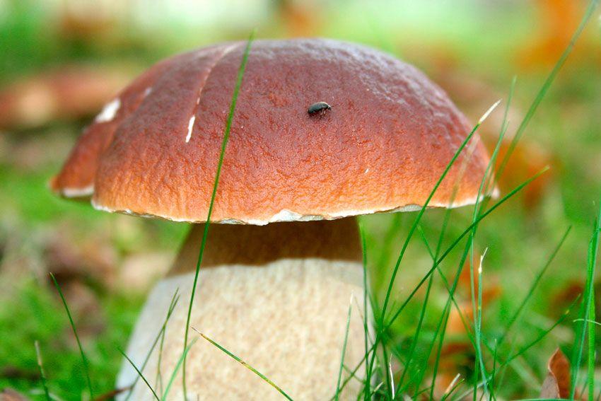 boletus-edulis-la-casa-de-las-setas-03