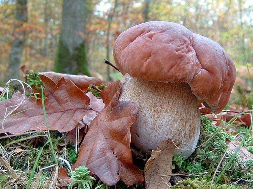 boletus-edulis-la-casa-de-las-setas-02