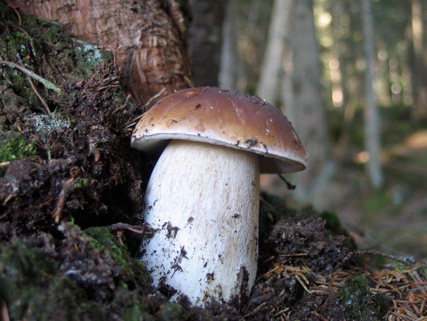 boletus-edulis—la-casa-de-las-setas-01