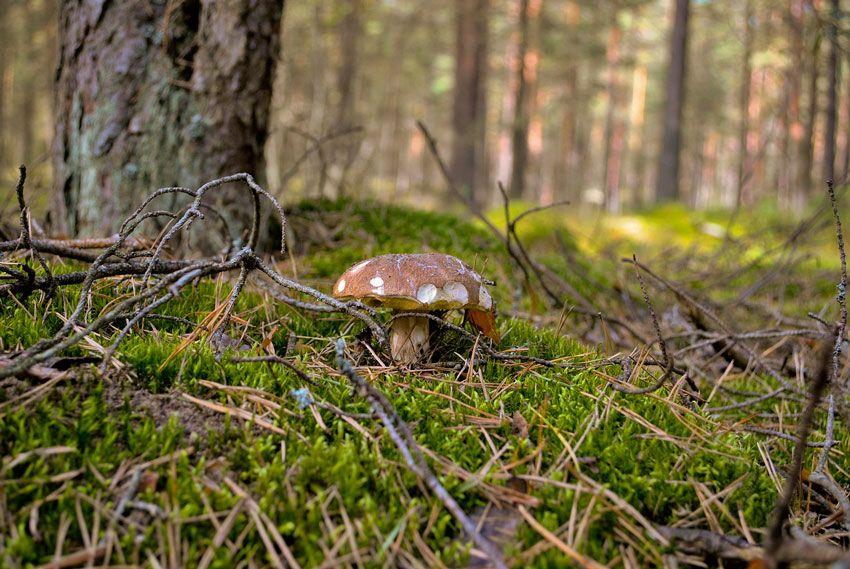 boletus-edulis-la-casa-de-las-setas