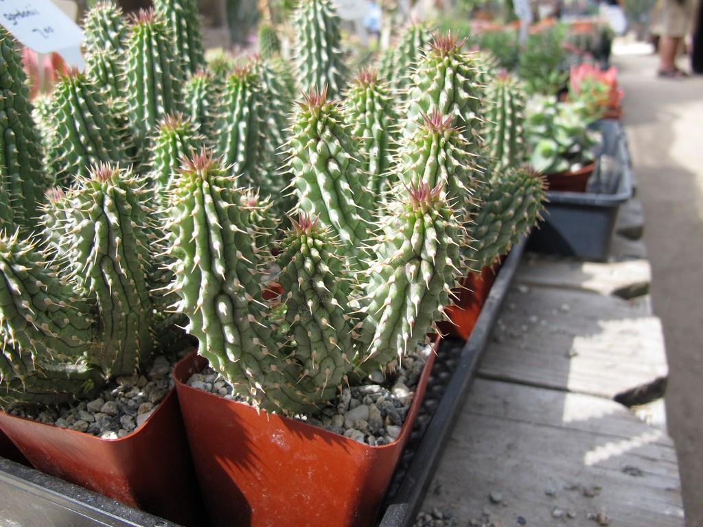 Plantas en maceta Hoodia gordonii