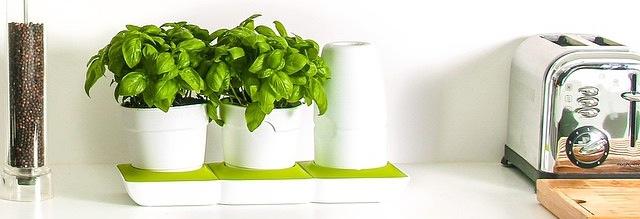 minigarden-basic-basil-countertop