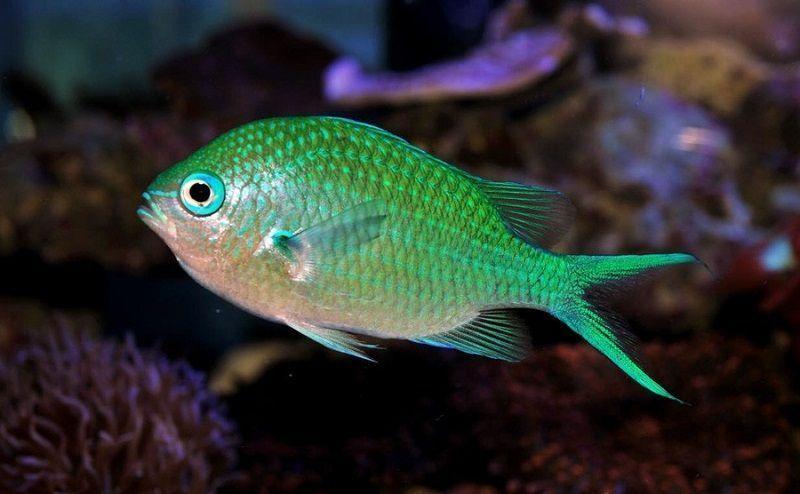 pez damisela verde, doncella verde, chromis viridis