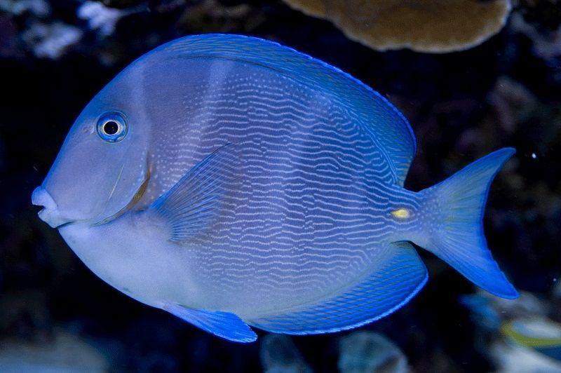 acantúridos, pez cirujano azul