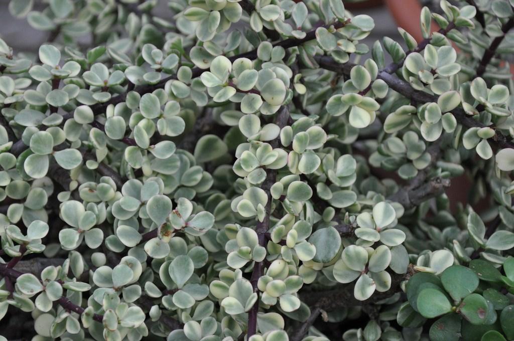 Portulacaria afra f. variegata