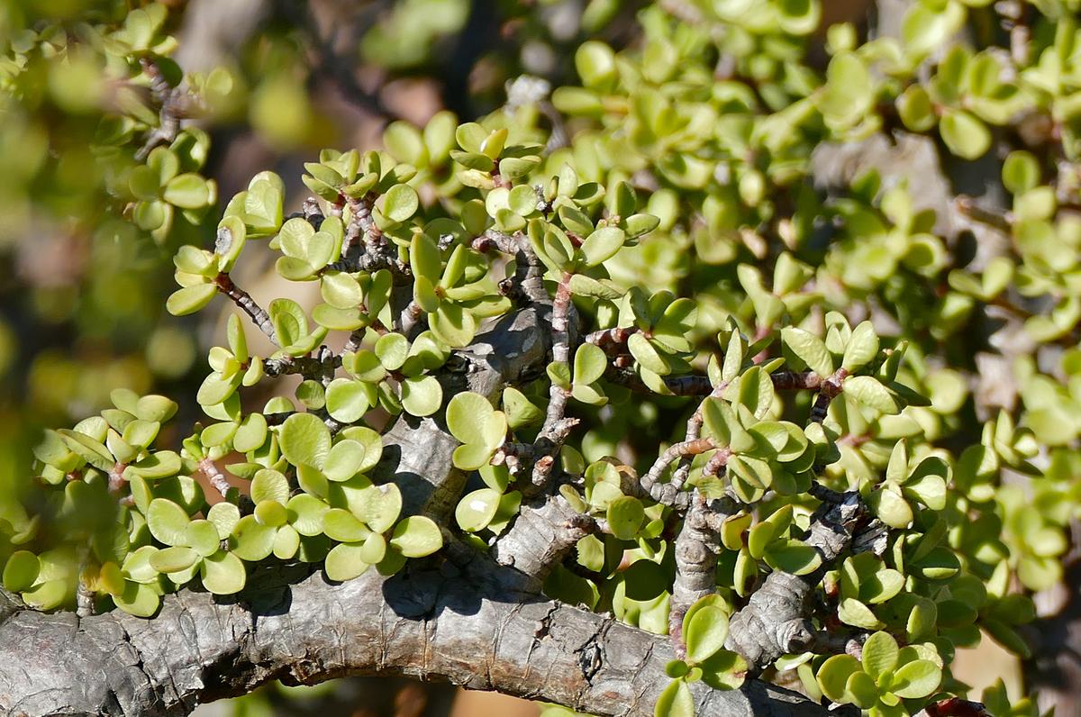 Portulacaria afra