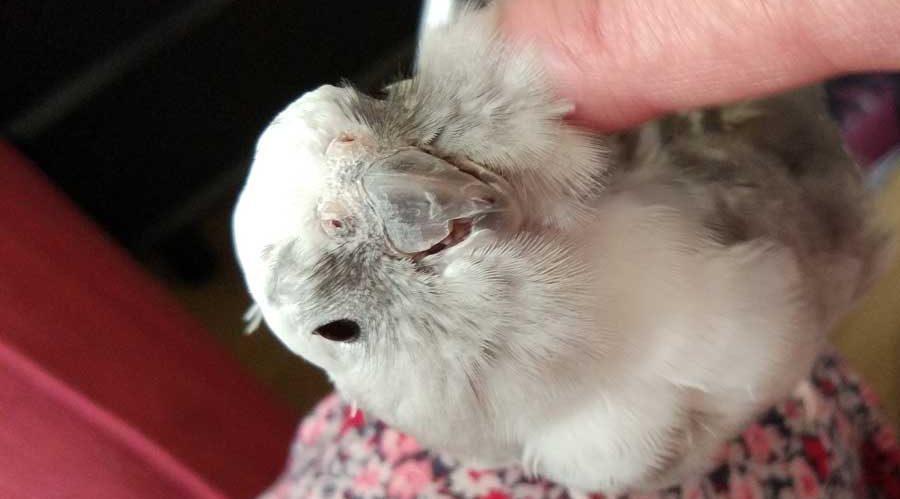 Pájaros como mascota