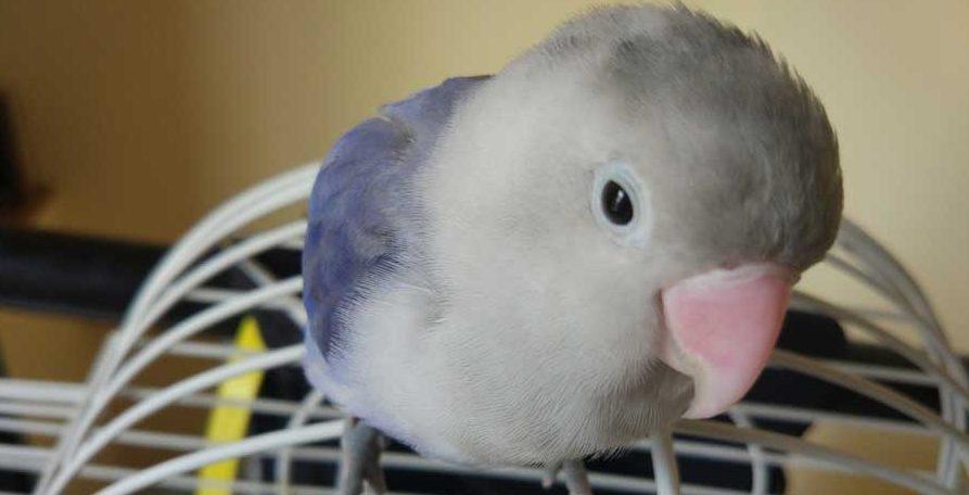 Cuidado de animales en vacaciones