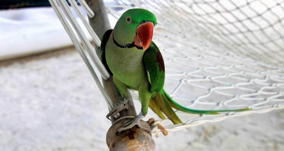 cotorra de kramer viajes