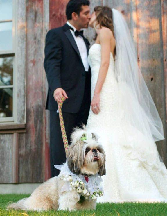 perro boda