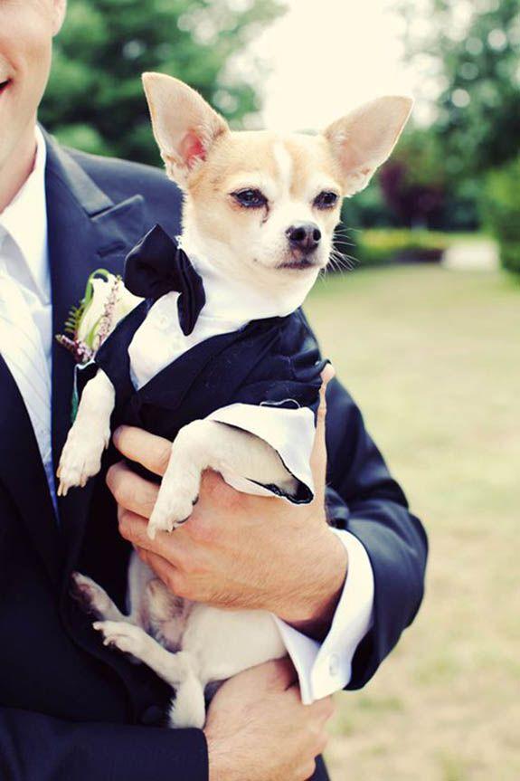 perro boda