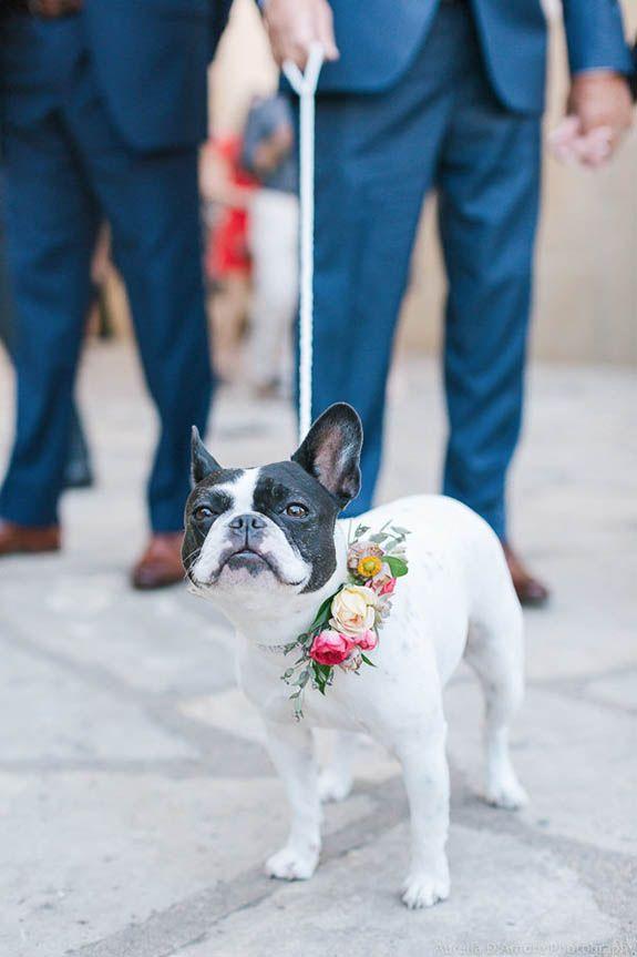 tu perro en tu boda