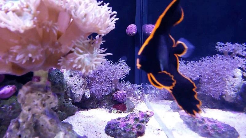 pez murciélago, platax pinnatus en acuario