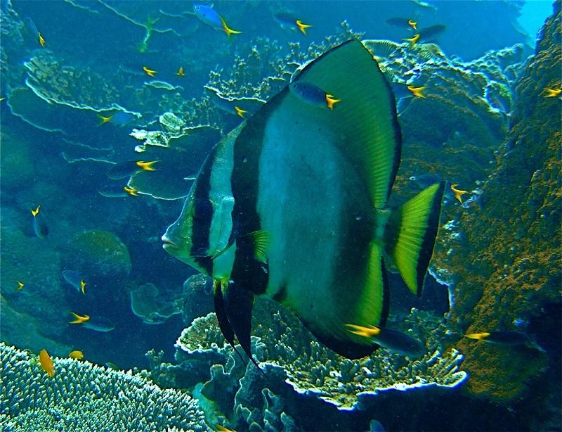 pez murciélago, platax pinnatus adulto en mar abierto entre corales