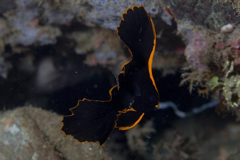 epífidos platax pinnatus