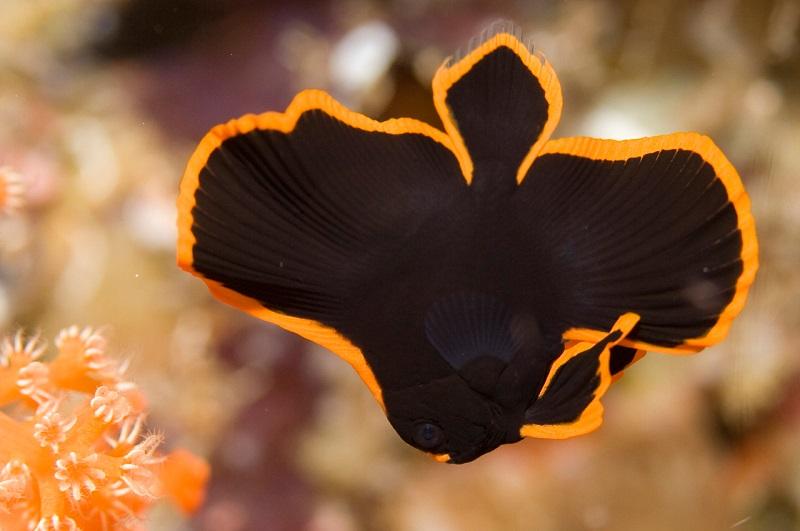 epífidos platax pinnatus