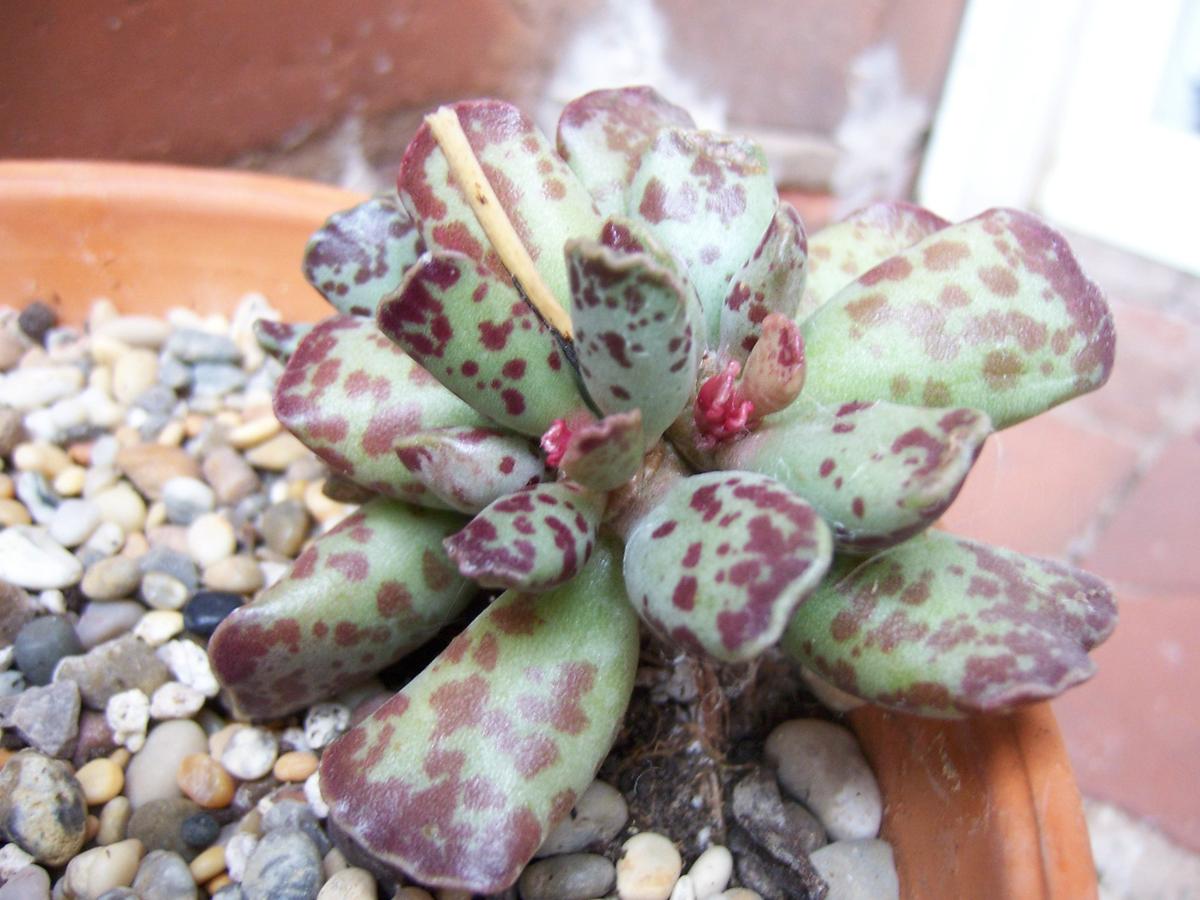 Adromischus cooperii