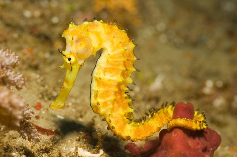 caballito de mar, hippocampus histrix