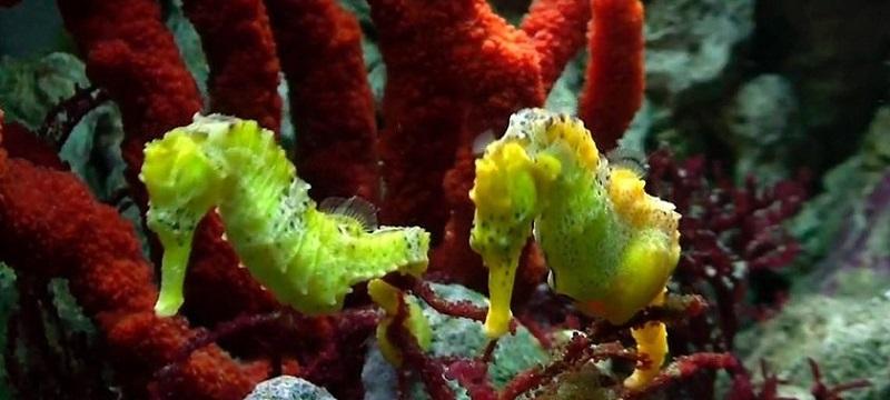 hippocampus reidi, caballito de mar