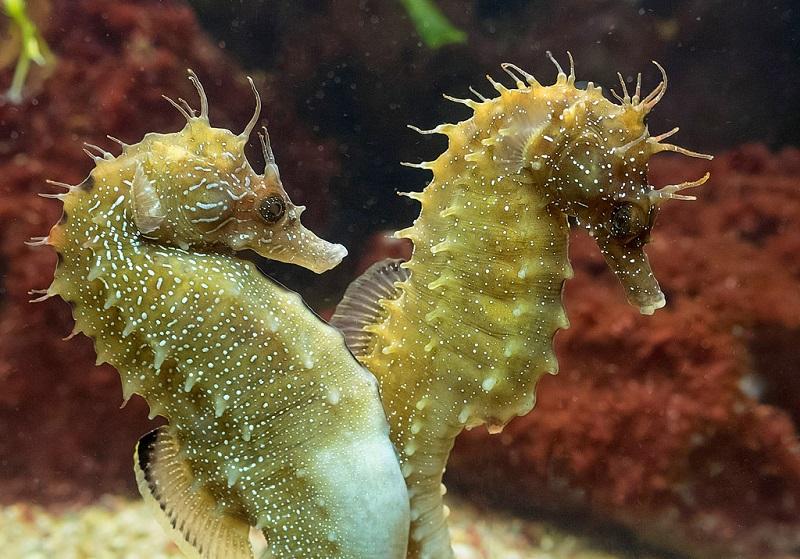 caballito de mar, hippocampus guttulatus