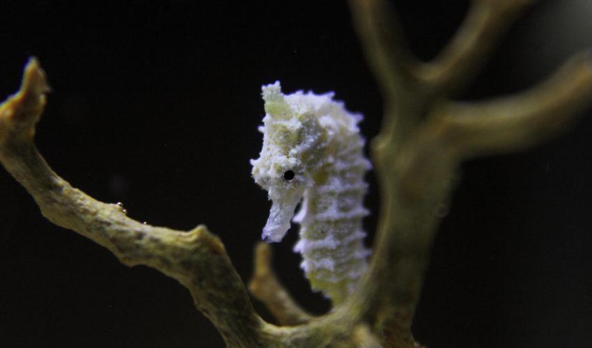 caballito de mar, hippocampus zosteae