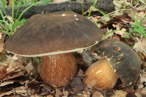 boletus-aereus