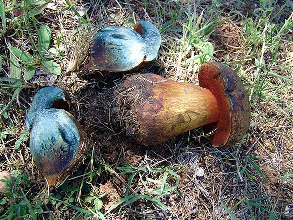 boletus-erytropus
