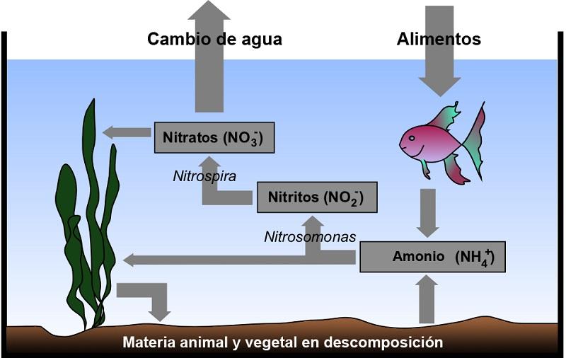 ciclo del nitrógeno en el acuario