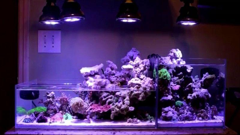 iluminación de un acuario marino, ciclo del nitrógeno