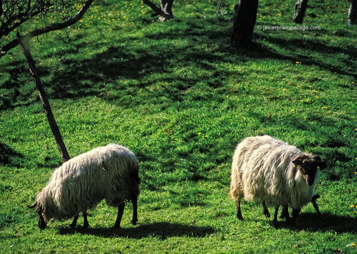 Ovejas latxas. Valle de Baztán. Navarra. España © Javier Prieto Gallego;