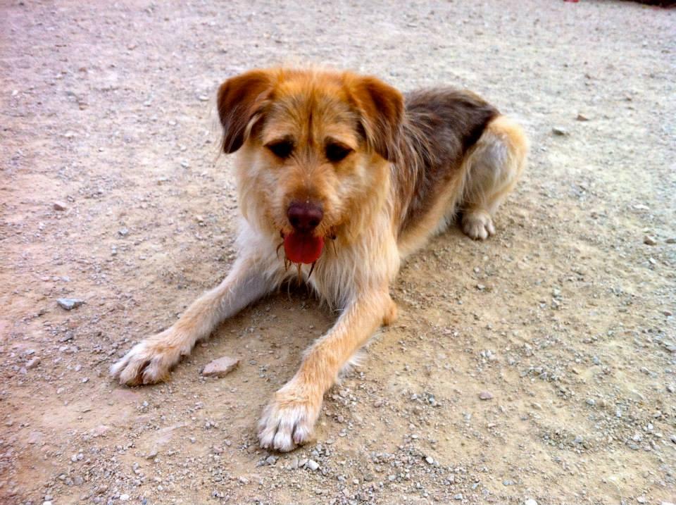 Portos - CICAM Majadahondaa