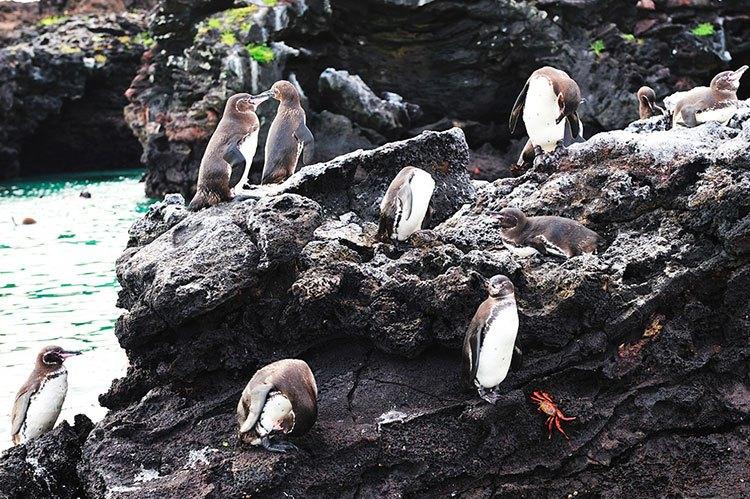 Los mejores Safaris fuera de África: Galápagos | Pikaia Lodge