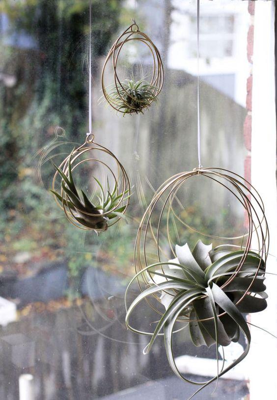 plantas para decorar