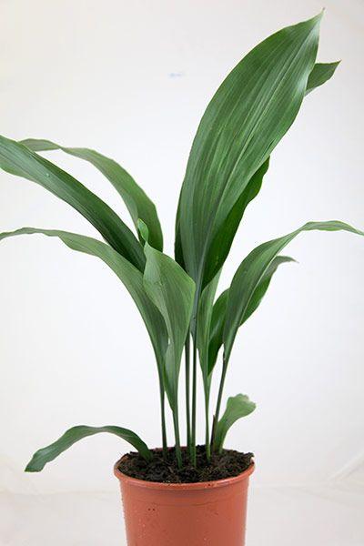 planta